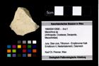Foto (Objekt + Etikett) von Mecochirus sp.  (NHMW-GEO-1990-0041-2606)